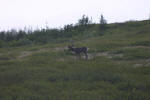 Another Caribou