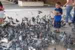 Playing with the Pigeons