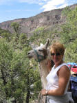 Wild Earth Llama Adventure