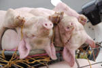 Loaded Pigs
