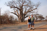 Big Baobob Tree